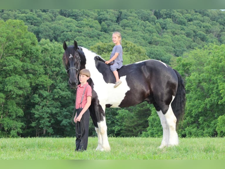 Arbeitspferd Wallach 12 Jahre 168 cm in Millerstown, PA