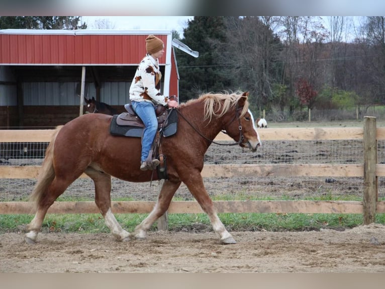 Arbeitspferd Wallach 13 Jahre 157 cm Dunkelfuchs in Howell MI