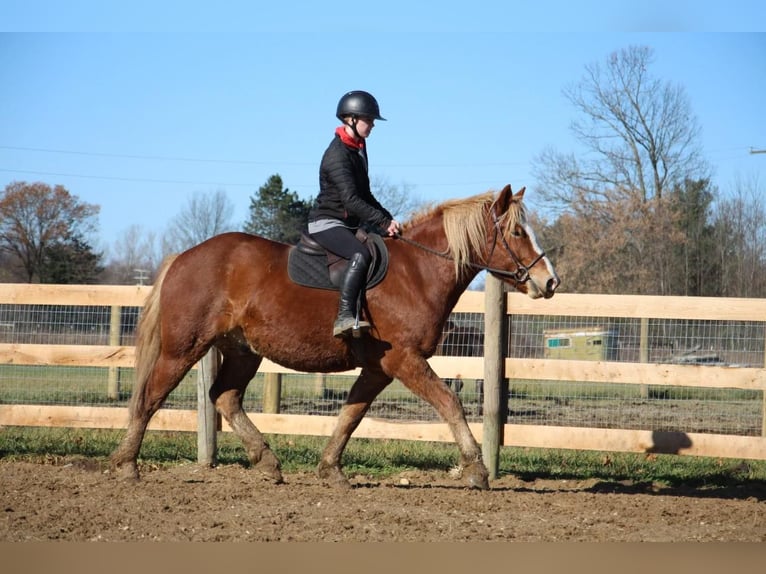 Arbeitspferd Wallach 13 Jahre 157 cm Dunkelfuchs in Howell MI