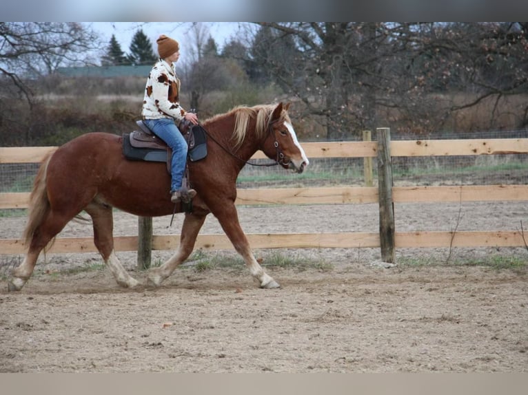 Arbeitspferd Wallach 13 Jahre 157 cm Dunkelfuchs in Howell MI