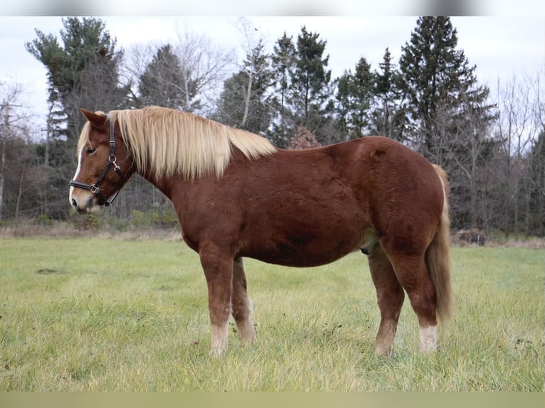 Arbeitspferd Wallach 13 Jahre 157 cm Dunkelfuchs in Howell MI