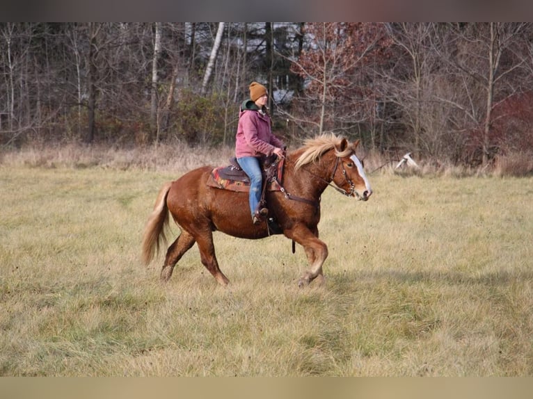 Arbeitspferd Wallach 13 Jahre 157 cm Dunkelfuchs in Howell MI