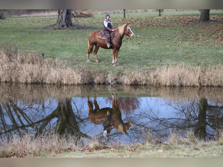 Arbeitspferd Wallach 13 Jahre 157 cm Dunkelfuchs in Howell MI