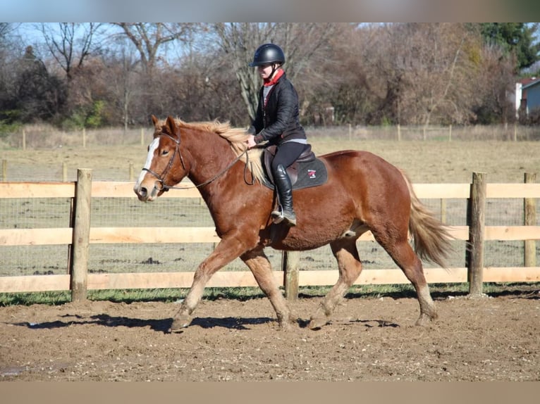 Arbeitspferd Wallach 13 Jahre 157 cm Dunkelfuchs in Howell MI