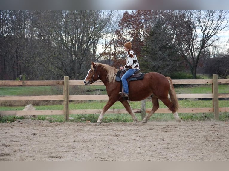 Arbeitspferd Wallach 13 Jahre 157 cm Dunkelfuchs in Howell MI