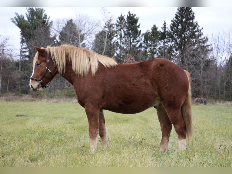 Arbeitspferd Wallach 13 Jahre 157 cm Dunkelfuchs in Howell MI