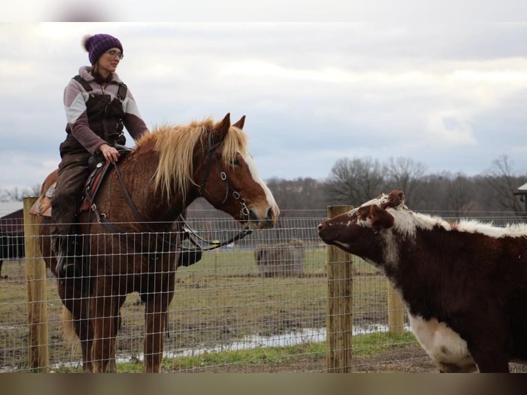 Arbeitspferd Wallach 13 Jahre 157 cm Dunkelfuchs in Howell MI