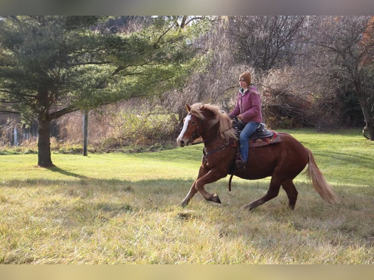 Arbeitspferd Wallach 13 Jahre 157 cm Dunkelfuchs in Howell MI