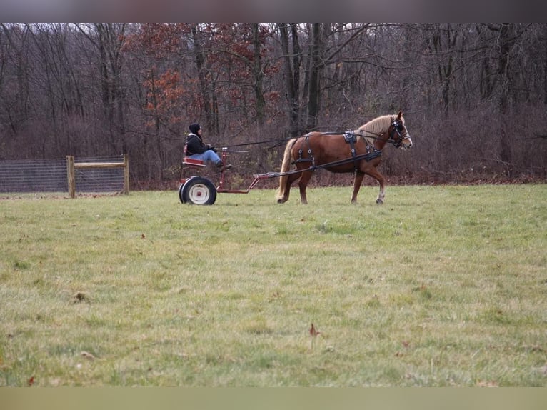 Arbeitspferd Wallach 13 Jahre 157 cm Dunkelfuchs in Howell MI