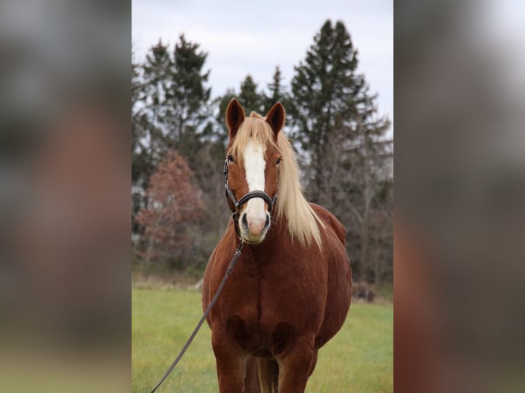 Arbeitspferd Wallach 13 Jahre 157 cm Dunkelfuchs in Howell MI