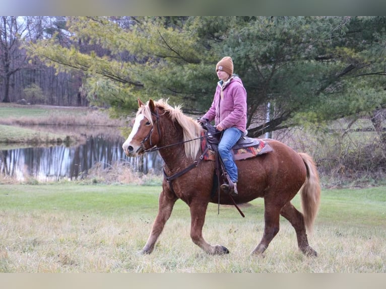 Arbeitspferd Wallach 13 Jahre 157 cm Dunkelfuchs in Howell MI