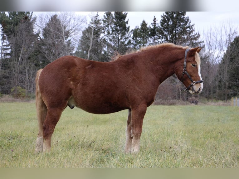 Arbeitspferd Wallach 13 Jahre 157 cm Dunkelfuchs in Howell MI