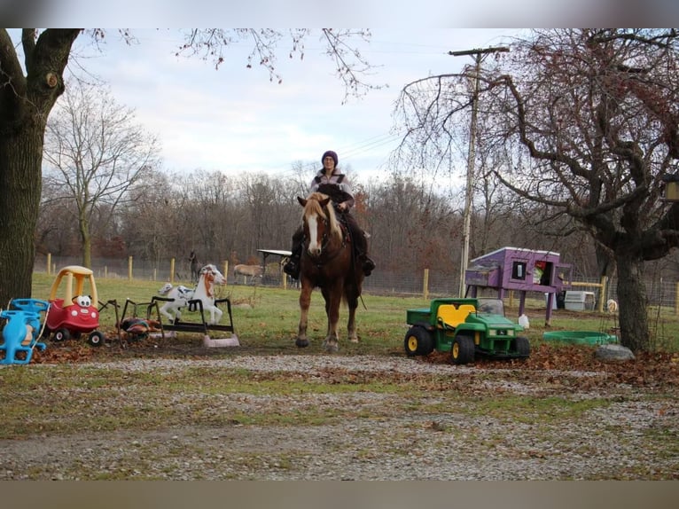 Arbeitspferd Wallach 13 Jahre 157 cm Dunkelfuchs in Howell MI