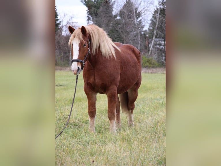 Arbeitspferd Wallach 13 Jahre 157 cm Dunkelfuchs in Howell MI