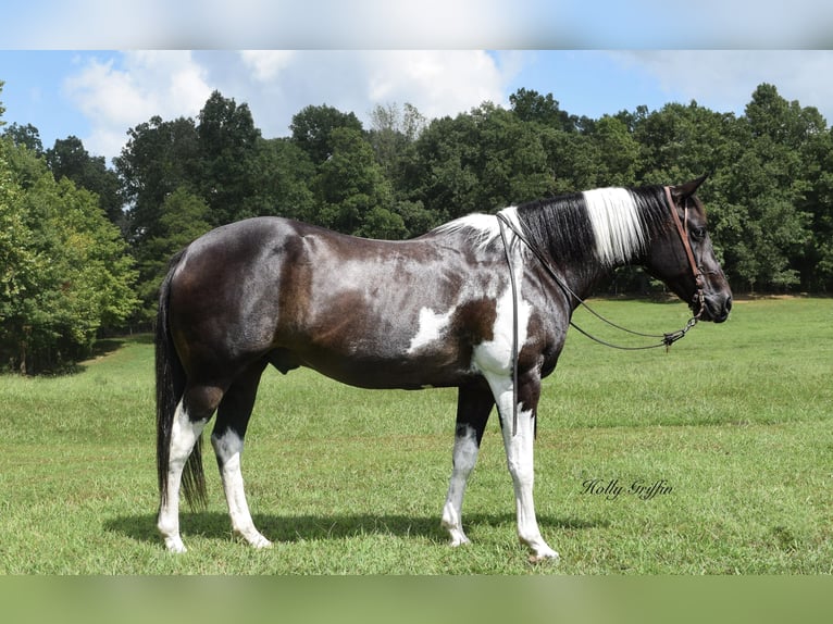 Arbeitspferd Wallach 13 Jahre 157 cm Rappe in Greenville KY