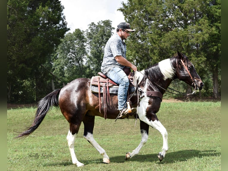 Arbeitspferd Wallach 13 Jahre 157 cm Rappe in Greenville KY