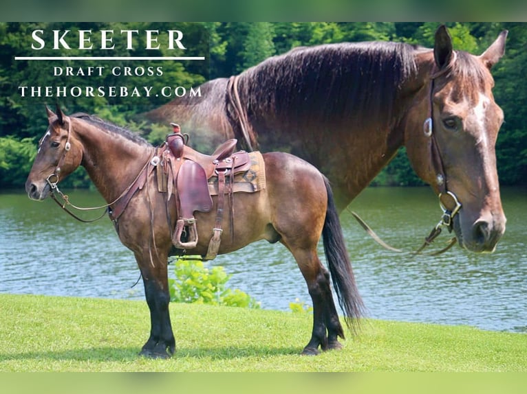 Arbeitspferd Mix Wallach 13 Jahre 157 cm Rotbrauner in Red Boiling Springs, TN