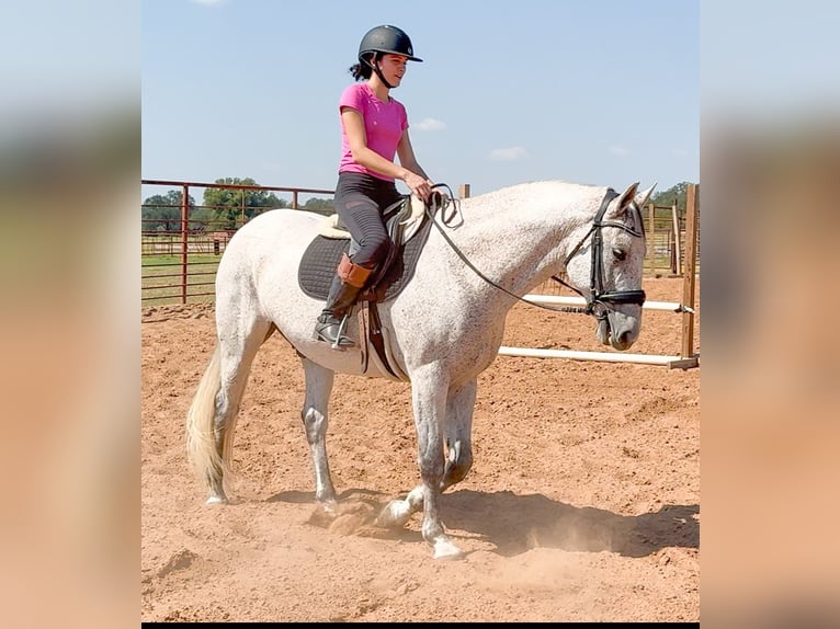 Arbeitspferd Mix Wallach 13 Jahre 160 cm Schimmel in Weatherford