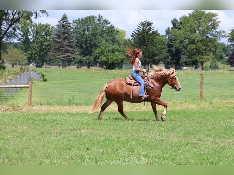 Arbeitspferd Wallach 13 Jahre 163 cm Dunkelfuchs in Howell, Mi