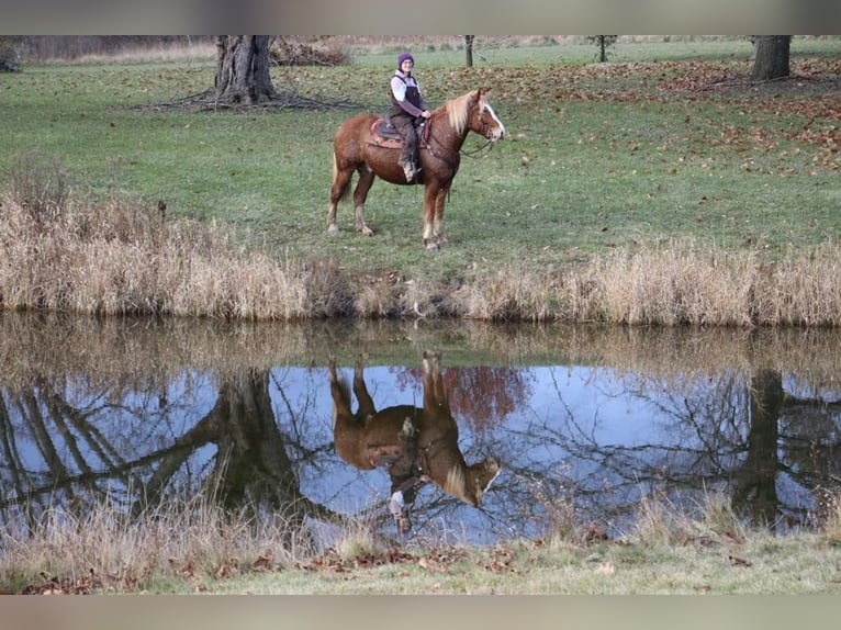 Arbeitspferd Wallach 13 Jahre 163 cm Dunkelfuchs in Howell, Mi