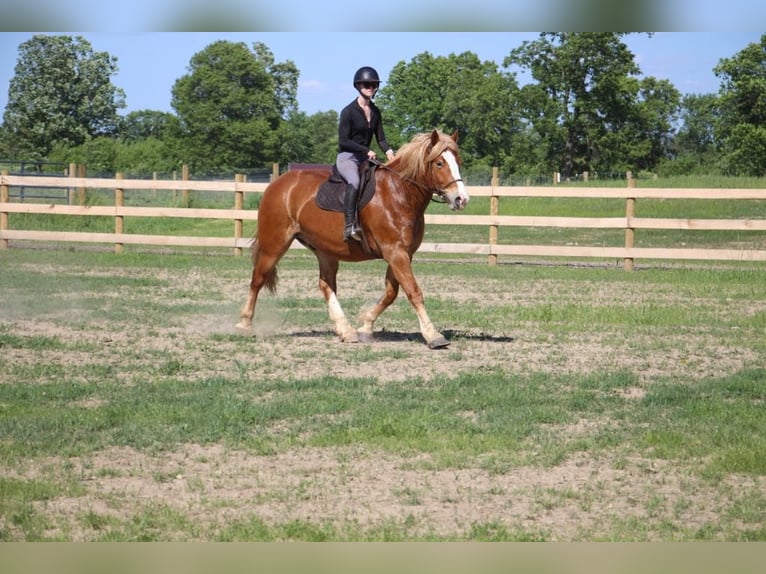 Arbeitspferd Wallach 13 Jahre 163 cm Dunkelfuchs in Howell, Mi