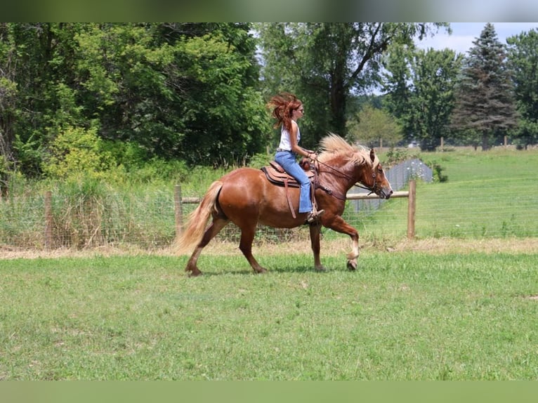 Arbeitspferd Wallach 13 Jahre 163 cm Dunkelfuchs in Howell, Mi