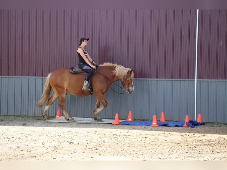 Arbeitspferd Wallach 13 Jahre 163 cm Dunkelfuchs in Howell, Mi