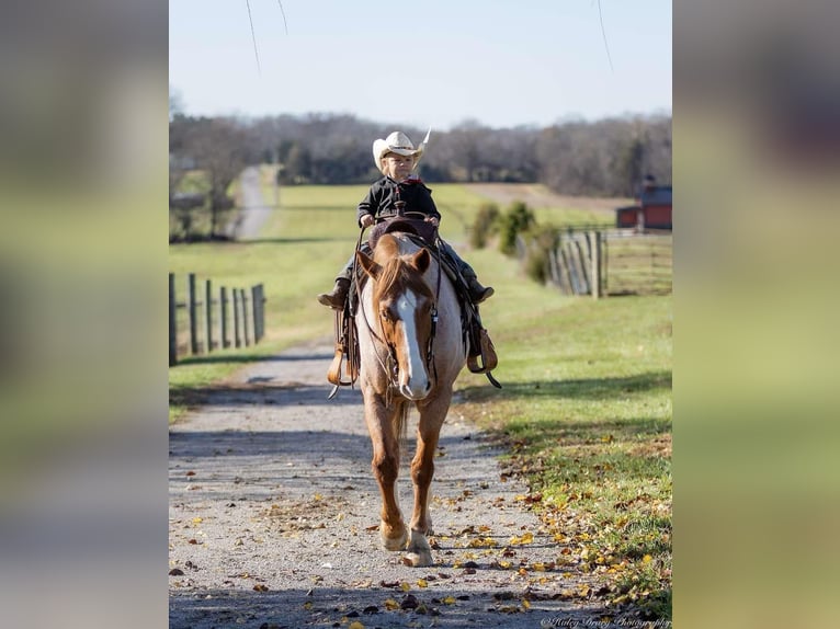 Arbeitspferd Mix Wallach 13 Jahre 163 cm Roan-Red in Auburn, KY