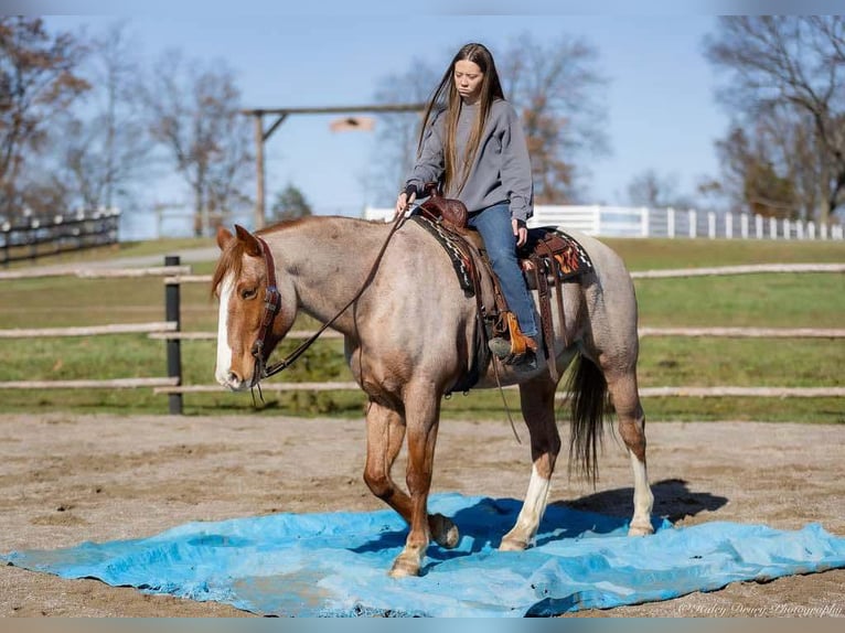 Arbeitspferd Mix Wallach 13 Jahre 163 cm Roan-Red in Auburn, KY