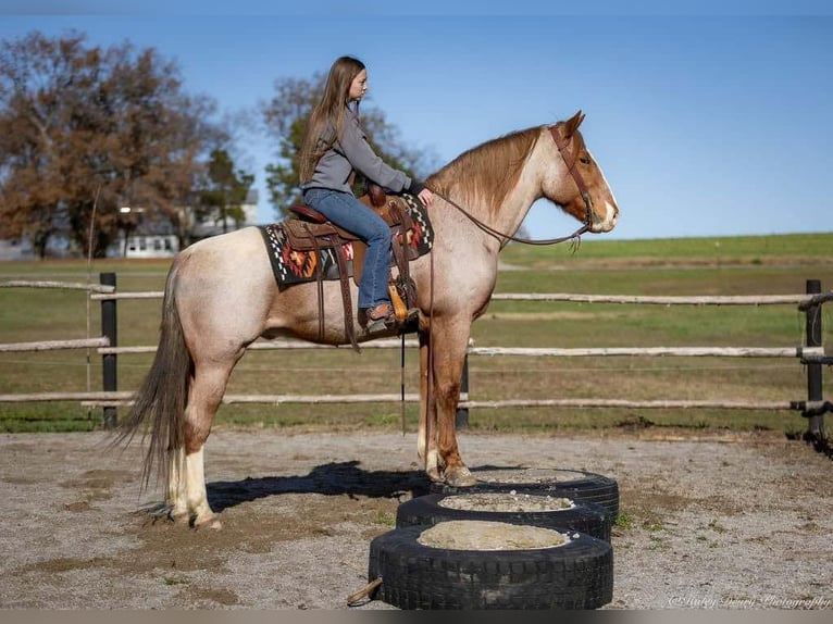 Arbeitspferd Mix Wallach 13 Jahre 163 cm Roan-Red in Auburn, KY