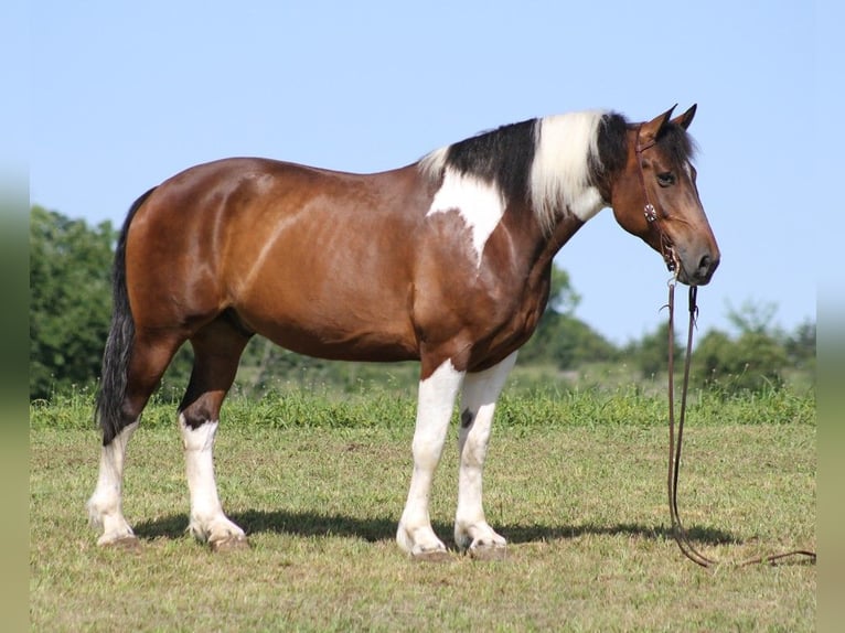 Arbeitspferd Wallach 13 Jahre 165 cm Tobiano-alle-Farben in Whitley city KY