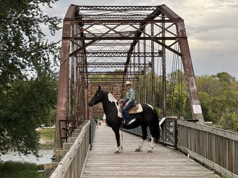 Arbeitspferd Wallach 13 Jahre 168 cm Tobiano-alle-Farben in Lisbon IA