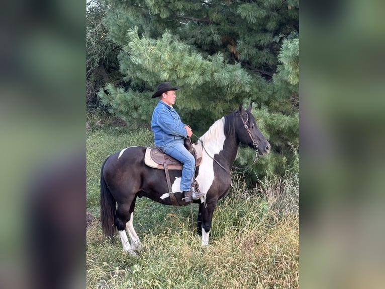 Arbeitspferd Wallach 13 Jahre 168 cm Tobiano-alle-Farben in Lisbon IA