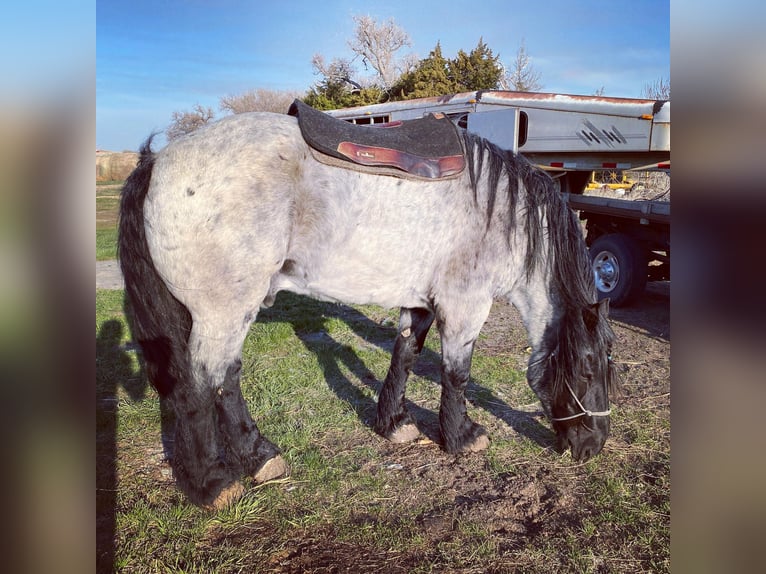 Arbeitspferd Wallach 13 Jahre 173 cm Roan-Blue in Thedford, NE
