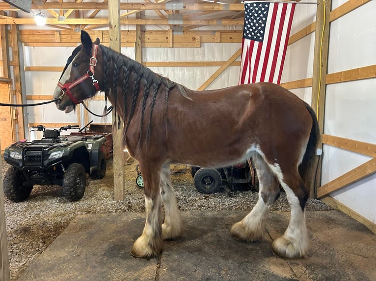 Arbeitspferd Wallach 13 Jahre 175 cm Roan-Bay in Auburn KY