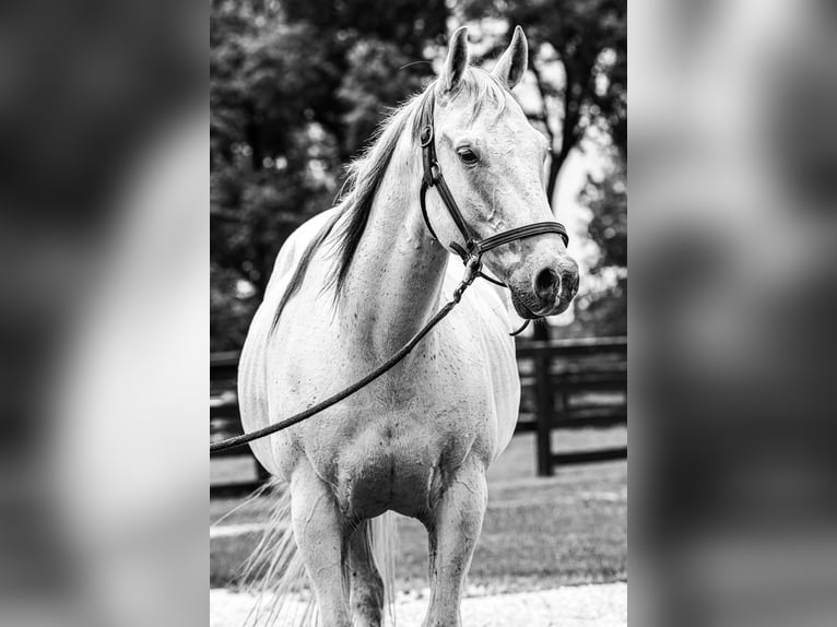 Arbeitspferd Wallach 14 Jahre 155 cm Schimmel in Springfield