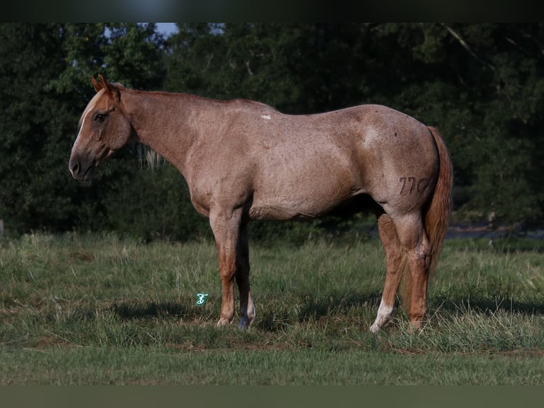 Arbeitspferd Mix Wallach 14 Jahre 157 cm Roan-Red in Carthage, TX