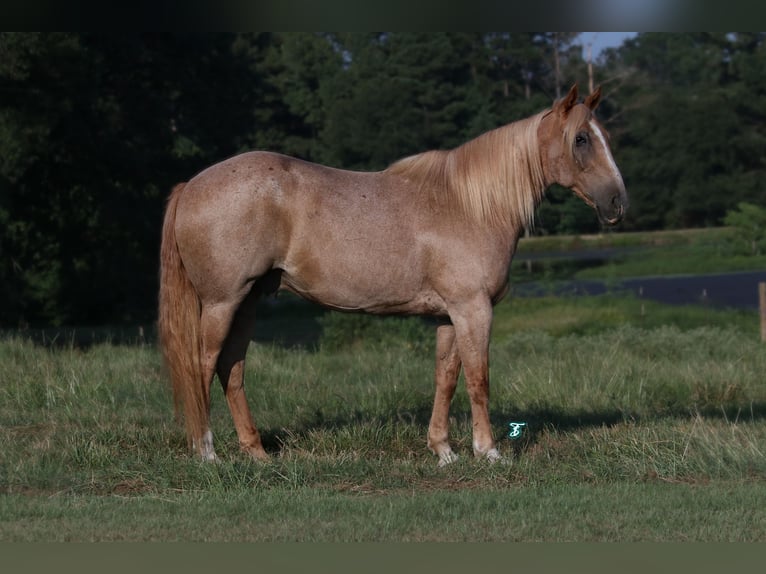 Arbeitspferd Mix Wallach 14 Jahre 157 cm Roan-Red in Carthage, TX