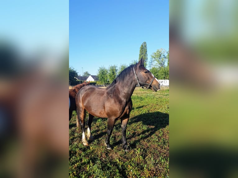 Arbeitspferd Wallach 14 Jahre 160 cm Rappe in Saint-Lys