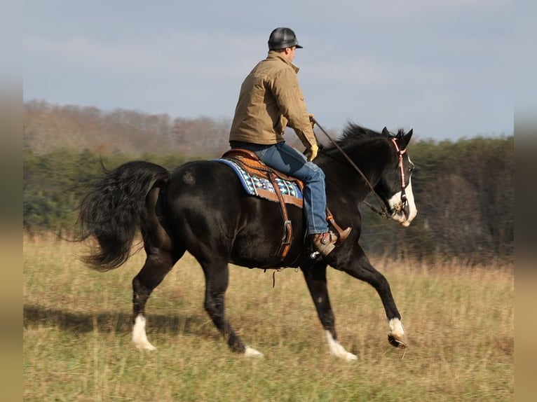 Arbeitspferd Wallach 14 Jahre 160 cm Rappe in Brodhead KY