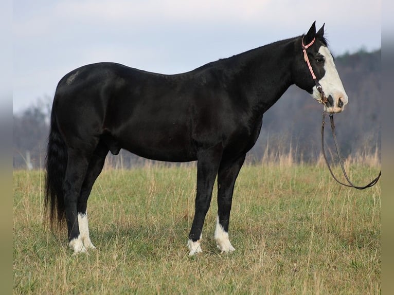 Arbeitspferd Wallach 14 Jahre 160 cm Rappe in Brodhead KY