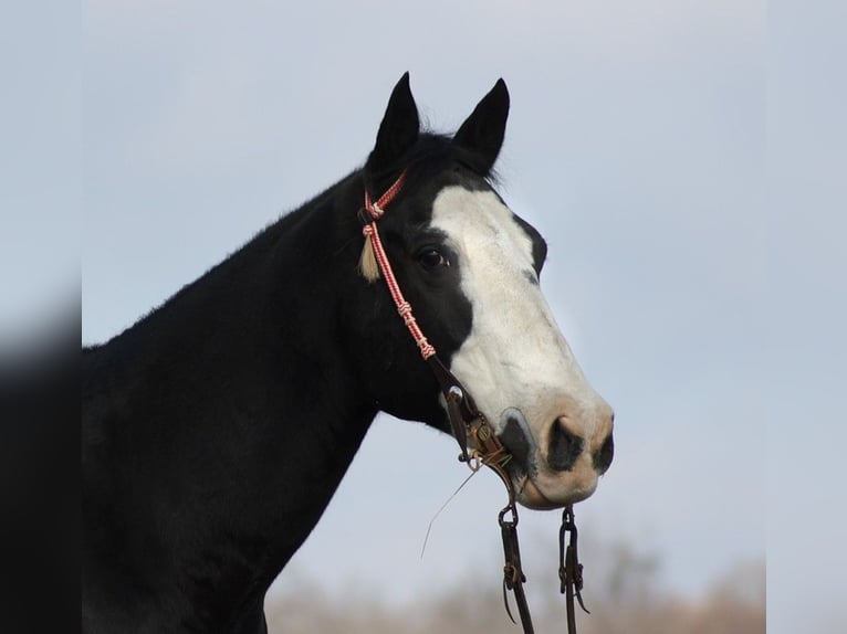 Arbeitspferd Wallach 14 Jahre 160 cm Rappe in Brodhead KY