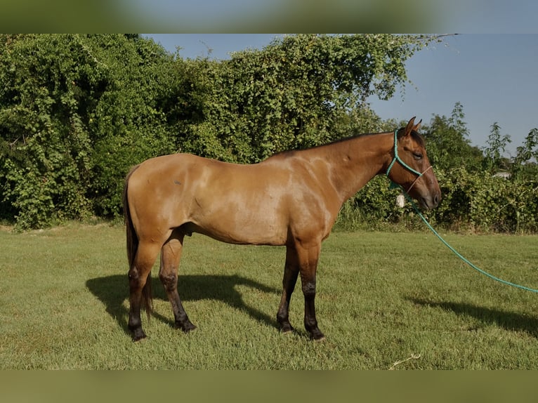 Arbeitspferd Mix Wallach 14 Jahre 163 cm Falbe in Dublin