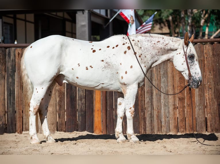 Arbeitspferd Mix Wallach 14 Jahre 163 cm in Murrieta, CA
