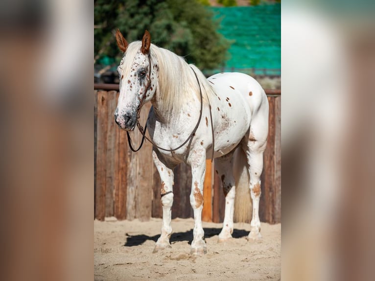 Arbeitspferd Mix Wallach 14 Jahre 163 cm in Murrieta, CA