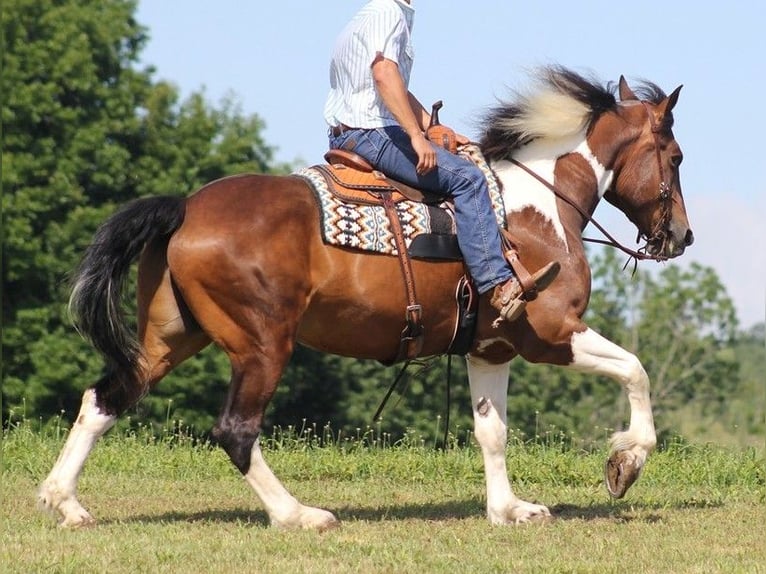 Arbeitspferd Wallach 14 Jahre 165 cm Tobiano-alle-Farben in Whitley city KY