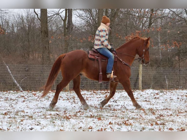 Arbeitspferd Wallach 14 Jahre 168 cm Dunkelfuchs in Howell, MI