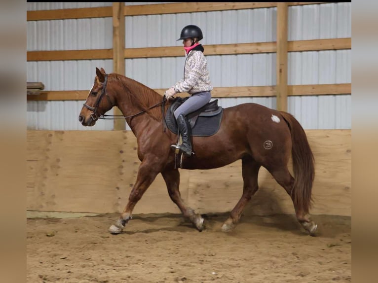 Arbeitspferd Wallach 14 Jahre 168 cm Dunkelfuchs in Howell, MI