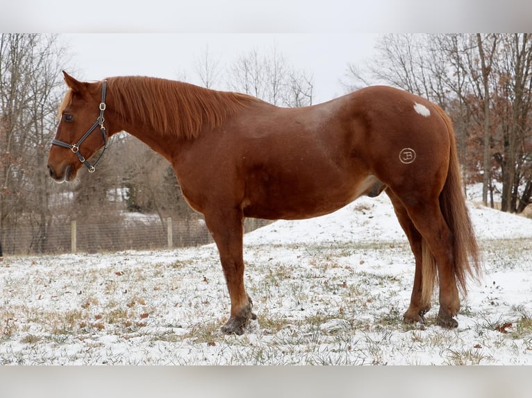 Arbeitspferd Wallach 14 Jahre 168 cm Dunkelfuchs in Howell, MI