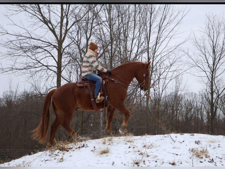 Arbeitspferd Wallach 14 Jahre 168 cm Dunkelfuchs in Howell, MI